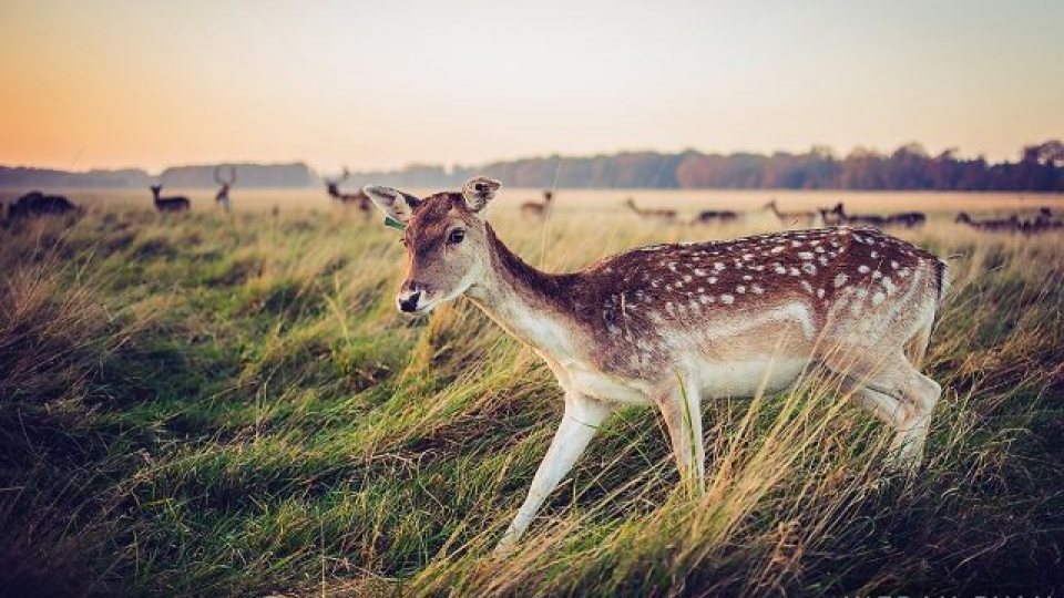 Phoenix Park Deer Tour Phoenix Park Deer Tour